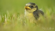 Ihre schönsten Vogelfotos