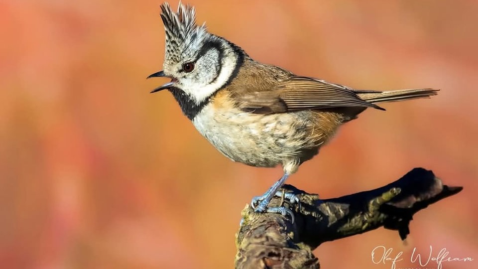 Ihre schönsten Vogelfotos