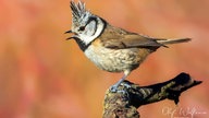 Ihre schönsten Vogelfotos