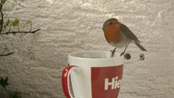 Ihre schönsten Vogelfotos