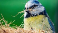 Ihre schönsten Vogelfotos
