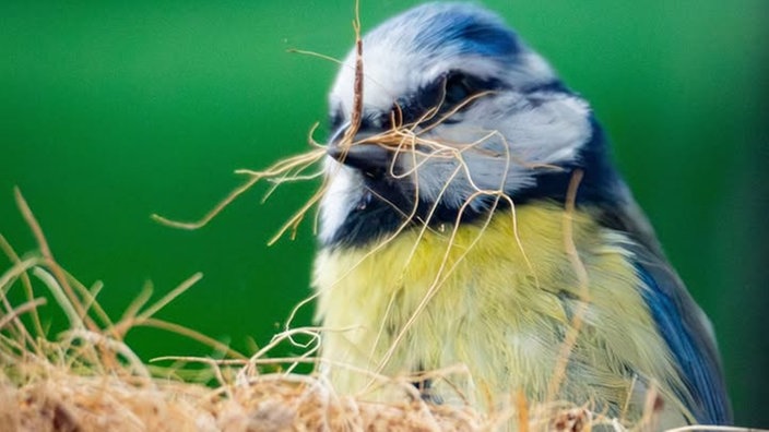 Ihre schönsten Vogelfotos
