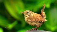 Ihre schönsten Vogelfotos