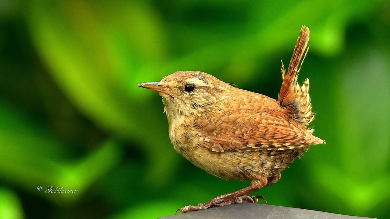 Ihre schönsten Vogelfotos