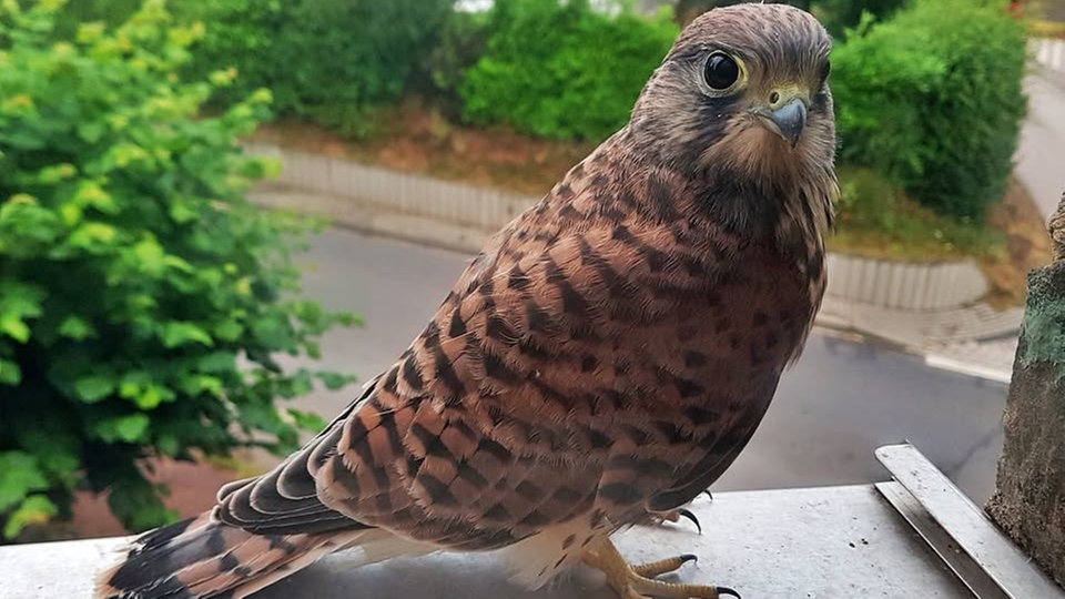 Ihre schönsten Vogelfotos
