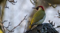 Ihre schönsten Vogelfotos