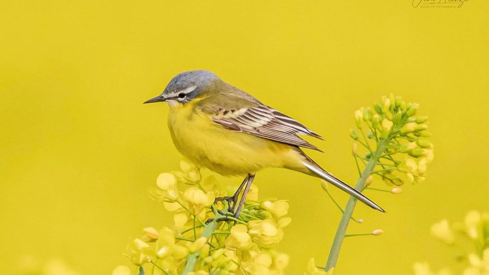 Ihre schönsten Vogelfotos