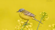 Ihre schönsten Vogelfotos