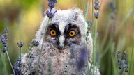 Ihre schönsten Vogelfotos