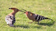 Ihre schönsten Vogelfotos