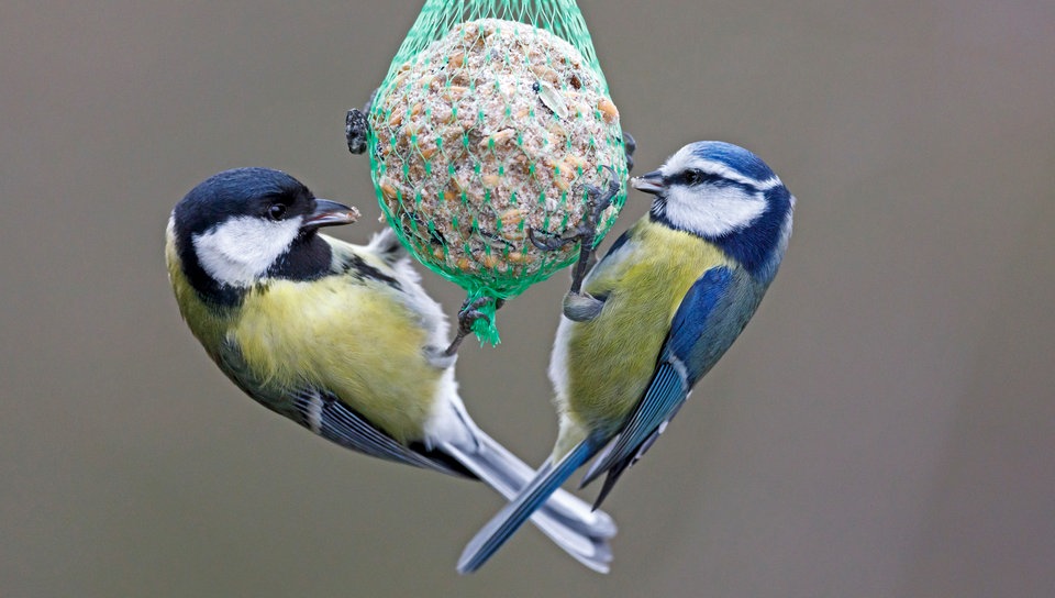 Blaumeise und Kohlmeise an einem Meisenknödel.