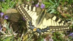 Insekten 