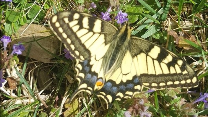 Insekten 