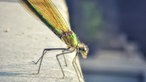 Insekten 