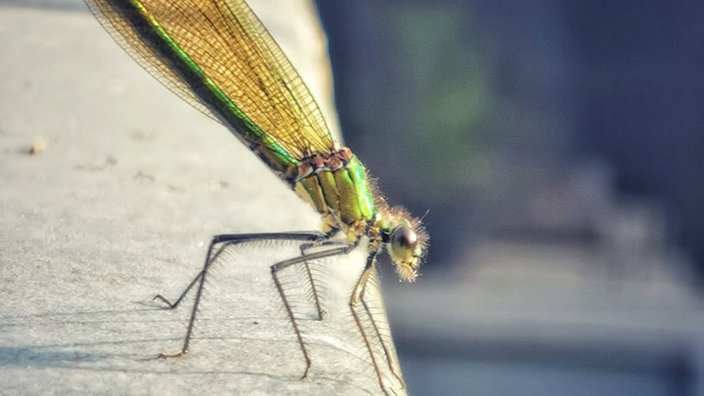 Insekten 