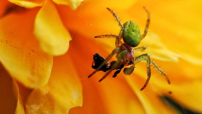 Insekten 