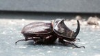 Insekten 