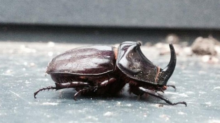 Insekten 