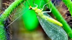 Insekten 