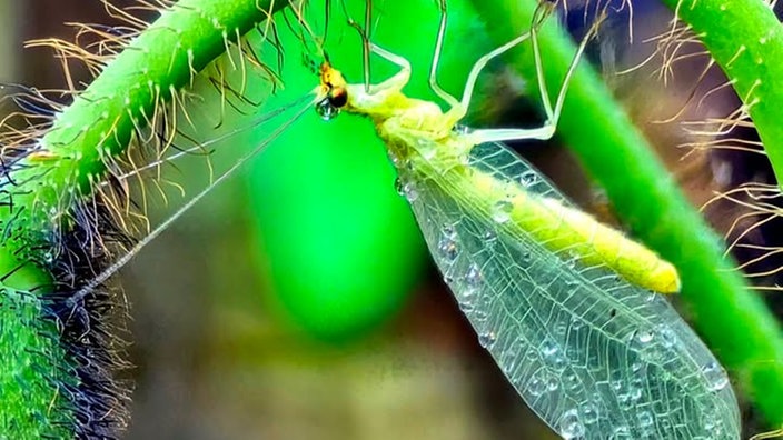 Insekten 