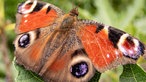 Insekten 