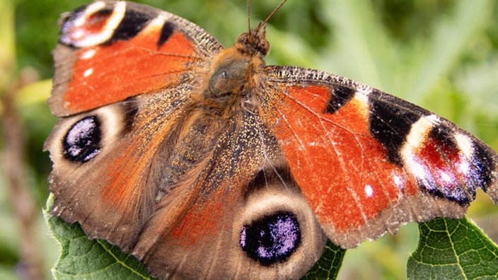 Insekten 