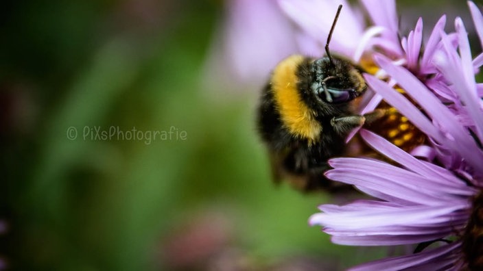 Insekten 