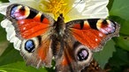 Insekten 
