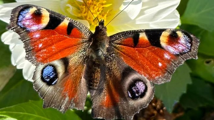Insekten 