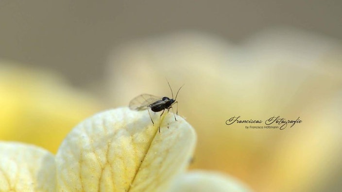 Insekten 