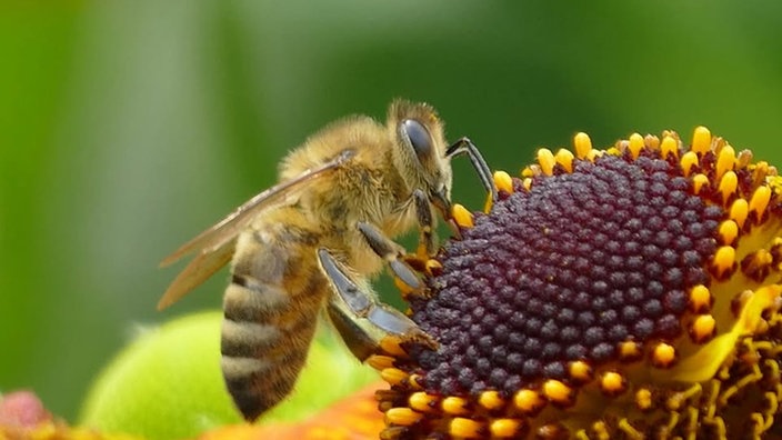 Insekten 