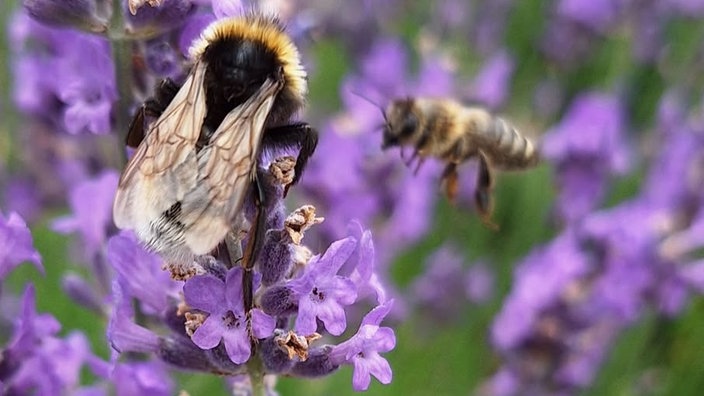 Insekten 
