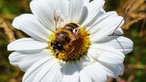 Insekten 