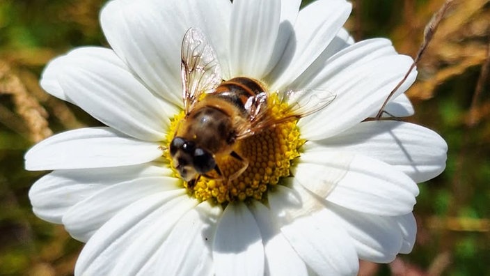 Insekten 
