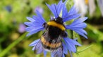Insekten 