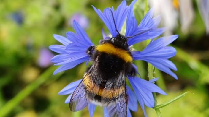 Insekten 
