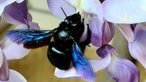 Insekten 