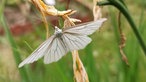Insekten 