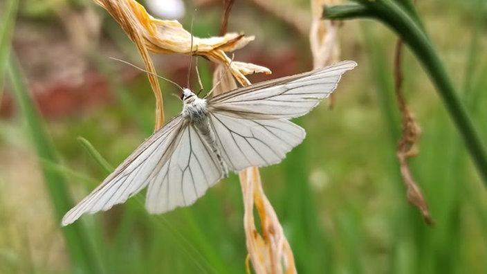 Insekten 