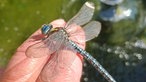Insekten 