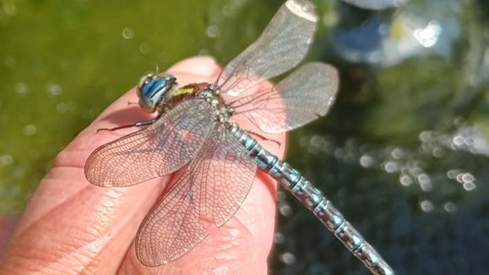 Insekten 