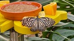 Insekten 