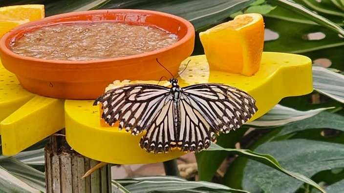 Insekten 