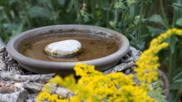 Insektentränke