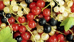 Johannisbeeren 