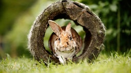 Kaninchen 