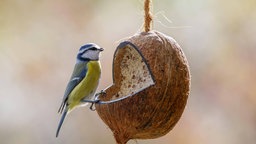 Kokosnuss für Vogelfutter
