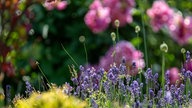 Lavendel 