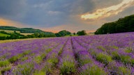 Lavendel 