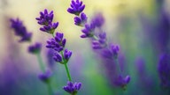 Lavendel 